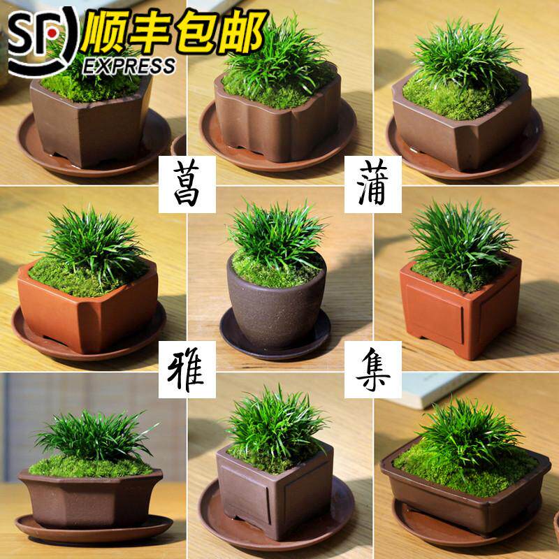 金钱菖蒲盆景菖蒲草随手香盆栽虎须日本黄金姬紫砂茶桌面苔藓绿植