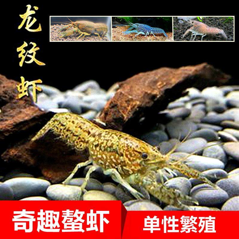 龙纹鳌虾观赏虾淡水小龙虾单性繁殖冷水族宠物虾变色螯虾雌雄同体