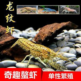 龙纹鳌虾观赏虾淡水小龙虾单性繁殖冷水族宠物虾变色螯虾雌雄同体