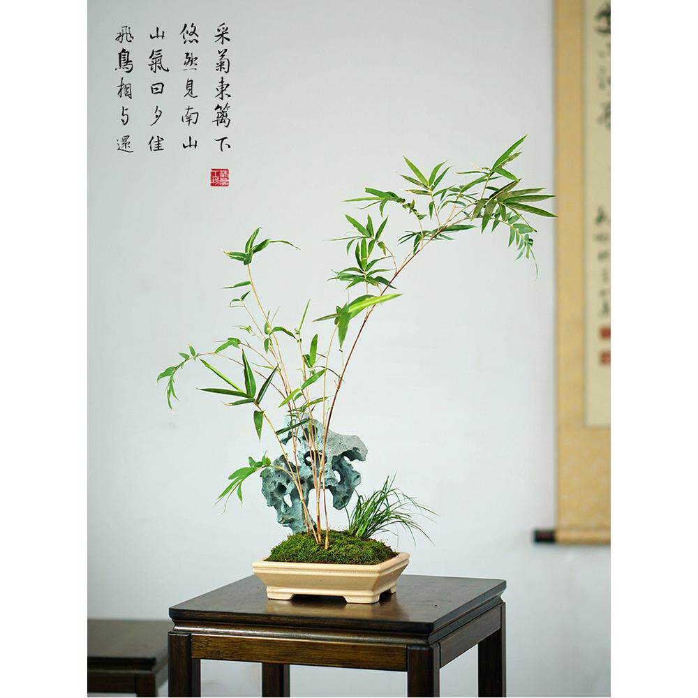 太湖石红竹假山竹子盆景桌面红观音竹盆栽办公桌茶桌中式书房绿植