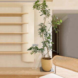 鸭脚木盆栽大型绿植客厅办公室内鸭E掌木盆景植物四季好养活吸甲