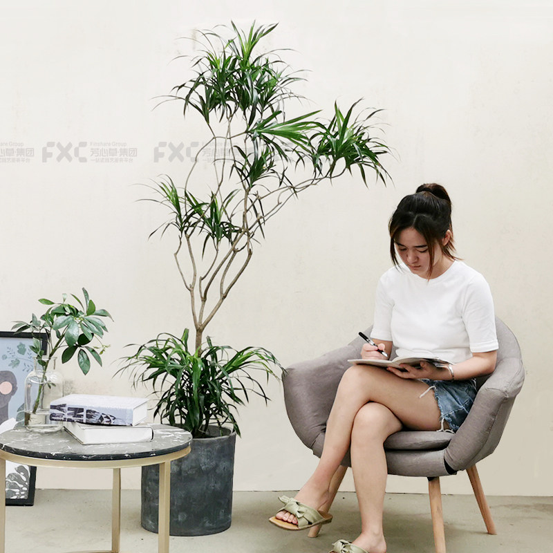 百合竹大型室内观叶盆栽植物细叶龙血树净化Q空气绿植好养活花卉,鲜花速递/花卉仿真/绿植园艺,大型绿植/成品组合盆栽,淘宝优惠券,粉丝福利购,淘宝优惠卷
