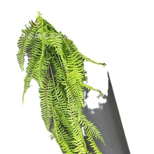 仿真大波斯壁挂绿萝垂挂植物墙配材波斯顿肾蕨如意菜绿景工程装饰图片
