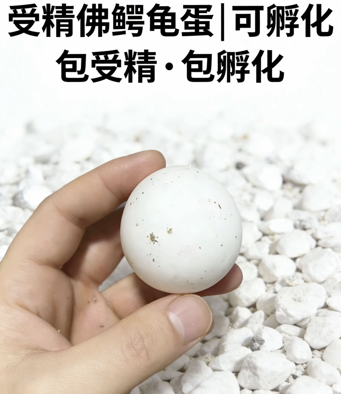 爆刺纯佛苗鳄龟蛋苗宠物乌龟活物佛鳄龟可孵化鳄龟蛋活体