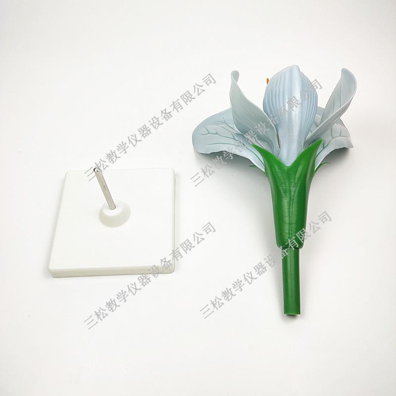 生物教学仪器植类物模各型豌豆花模型花的模型草木植物