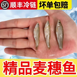 冷冻麦穗鱼山根丁鱼河虾角蛙龟饲料龙鱼食喂鱼冻虾泥鳅段饲料鱼