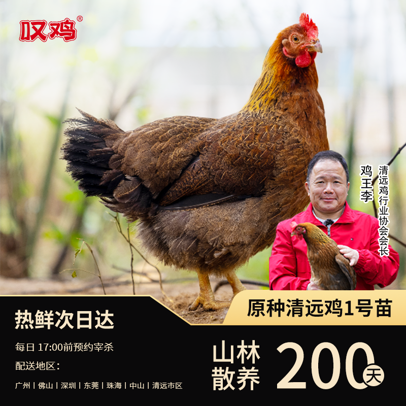 叹鸡 正宗广东清远鸡200天清远麻母鸡1000g整鸡现宰现发新鲜直达,水产肉类/新鲜蔬果/熟食,整鸡/整鸡制品,淘宝优惠券,粉丝福利购,淘宝优惠卷