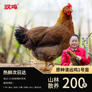 叹鸡 正宗广东清远鸡200天清远麻母鸡1000g整鸡现宰现发新鲜直达