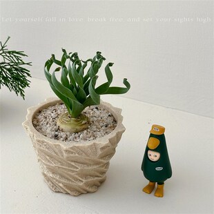 植物私生活 h宽叶弹簧草特殊小众多肉沙漠植物耐旱喜阳阳台盆栽