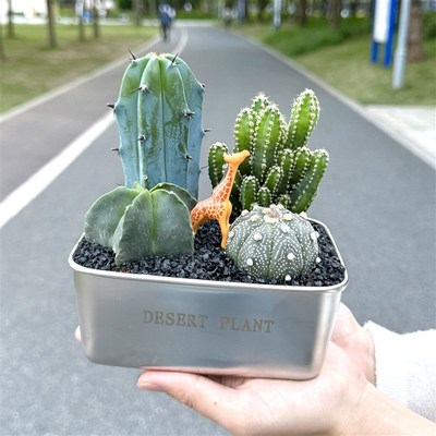 龙神木万重山星兜沙漠便当仙人掌仙人球室M内客厅办公室多肉植物