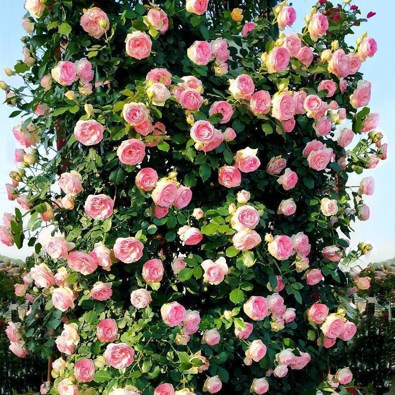 蔷薇花苗爬藤四季开花庭院藤本月季花苗大花爬墙植物花卉盆栽玫瑰