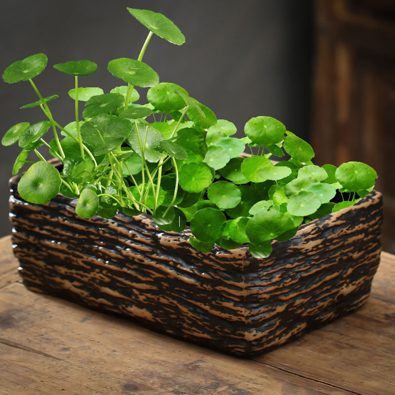 速发无孔花盆水培陶瓷铜号草仙莲碗莲水睡水养植物创意大钱大口径