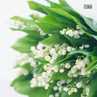 冬天不怕冻的花绿植盆栽铃兰花室外耐寒耐热四季开花植物耐冻花卉