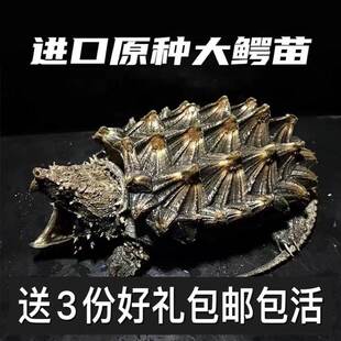 推荐//原种大鳄龟活体北t美小鳄龟暴刺纯佛鳄龟杂佛小乌龟龟苗真