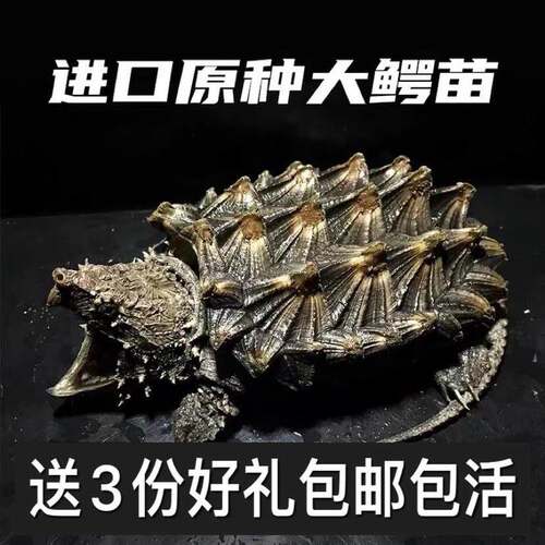 推荐//原种大鳄龟活体北t美小鳄龟暴刺纯佛鳄龟杂佛小乌龟龟苗真