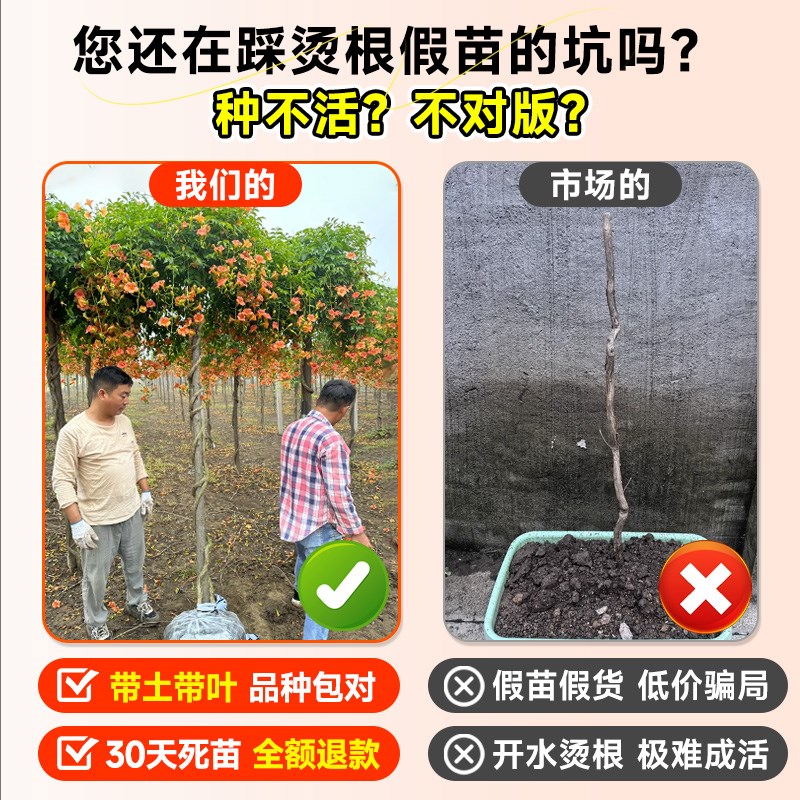 中华凌霄花爬藤大苗耐寒植物庭院盆栽老桩倒挂金钟四季花卉炮仗花