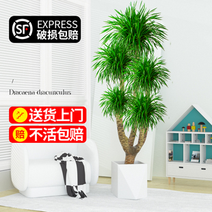 龙血树大型室内盆栽多头龙须树绿植物客厅大棵网红血龙树造型盆景