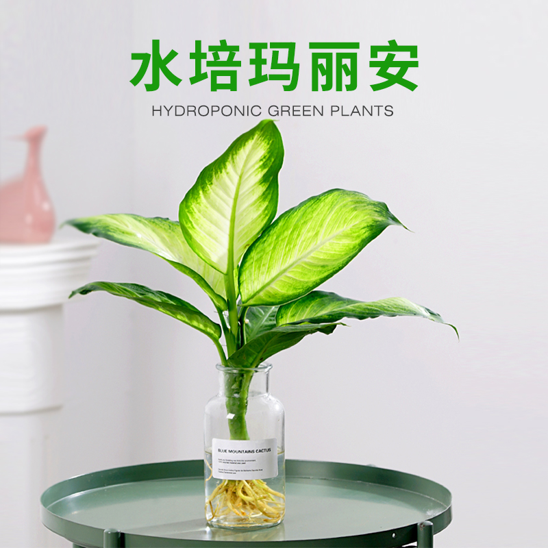 水培植物玛丽安春雨龟背竹绿植