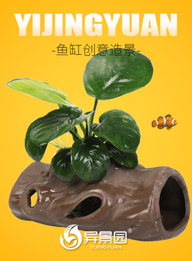 莫斯屋陶罐定植观赏鱼虾躲避屋窝鱼缸造景水草植物水族小鱼孵化