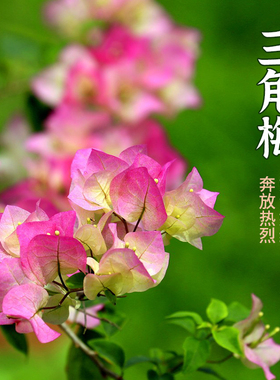 【老花医】三角梅盆栽植物花卉苗绿樱阳台庭院净化空气美观四季开