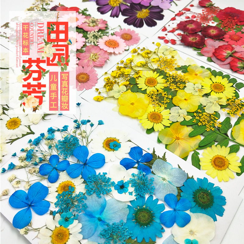 树叶植物标本幼儿园手工贴画DIY干花压花贴脸装饰花妆写真押花图片