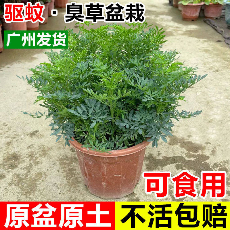 臭草芸香草盆新鲜可食用臭艾香草绿豆糖水阳台庭院四季驱蚊绿植物