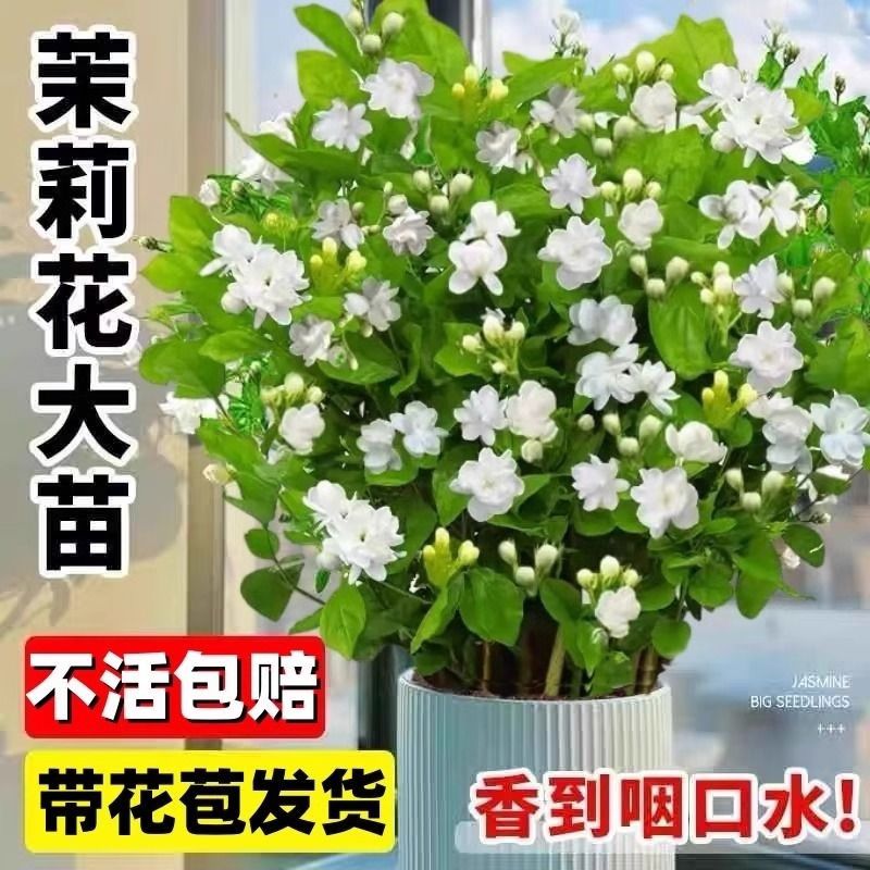 重瓣茉莉花苗盆栽带花苞栀子花水培九里香老桩驱蚊植物室内外