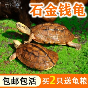 石金钱龟大草龟繁殖种龟中华花草龟超大乌龟可食用下蛋龟产蛋
