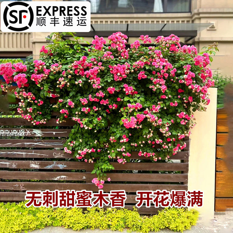 刺四季爬藤红木香花苗爬藤植物蔷薇花苗爬藤大苗甜蜜红木香庭院