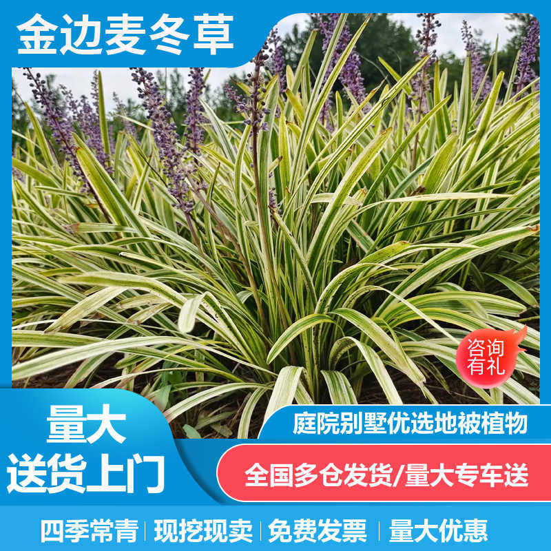 金边麦冬草阔叶庭院绿化四季常青耐寒耐阴植物花境花坛植物搭配花