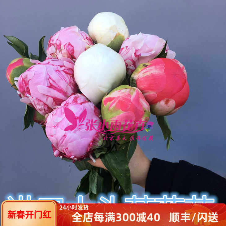 进口芍药鲜切花多色重瓣芍药千层大花头含苞待放家用水瓶插花速递