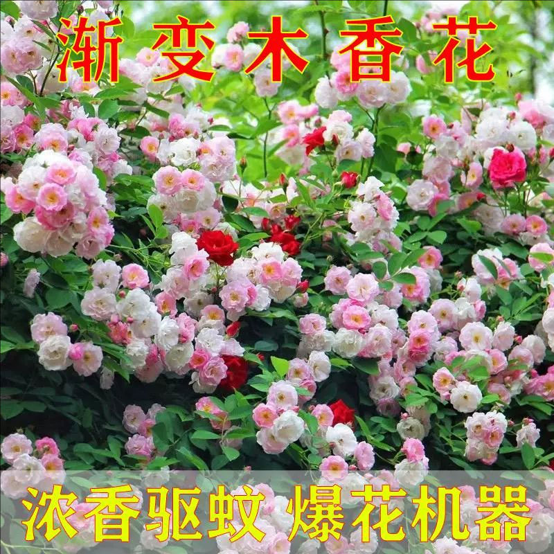 驱蚊木香花苗七里香爬藤植物室外庭院攀援花卉耐寒四季蔷薇黄白花