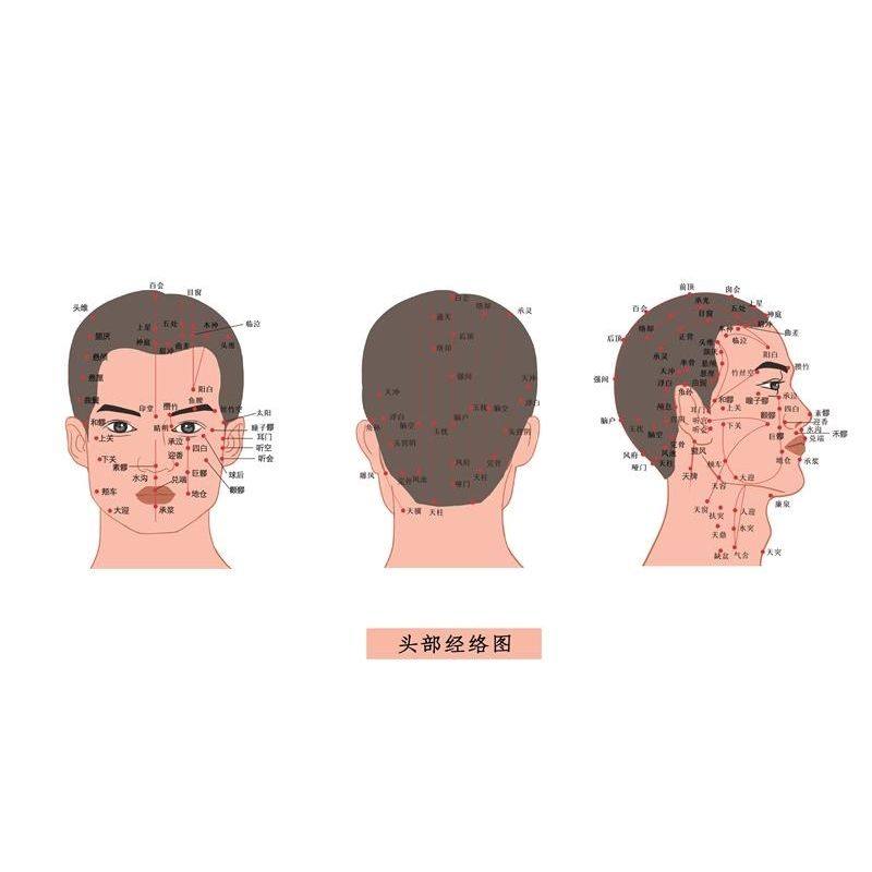 人体头部穴位图海报标准经络面部穴位挂画面诊图中医养生经络穴位