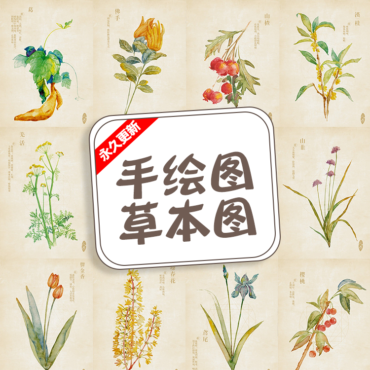 中国风工笔画民国风创意手绘水彩中草药植物花卉本草图设计素材