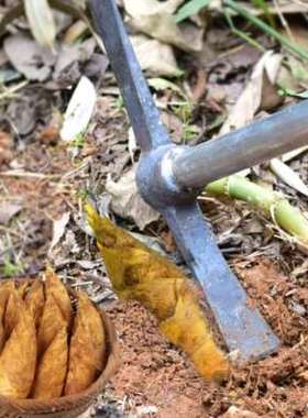 手工打洋大F70278d号洋镐锻农用十字镐铁镐锄头钢镐条锄树野营搞