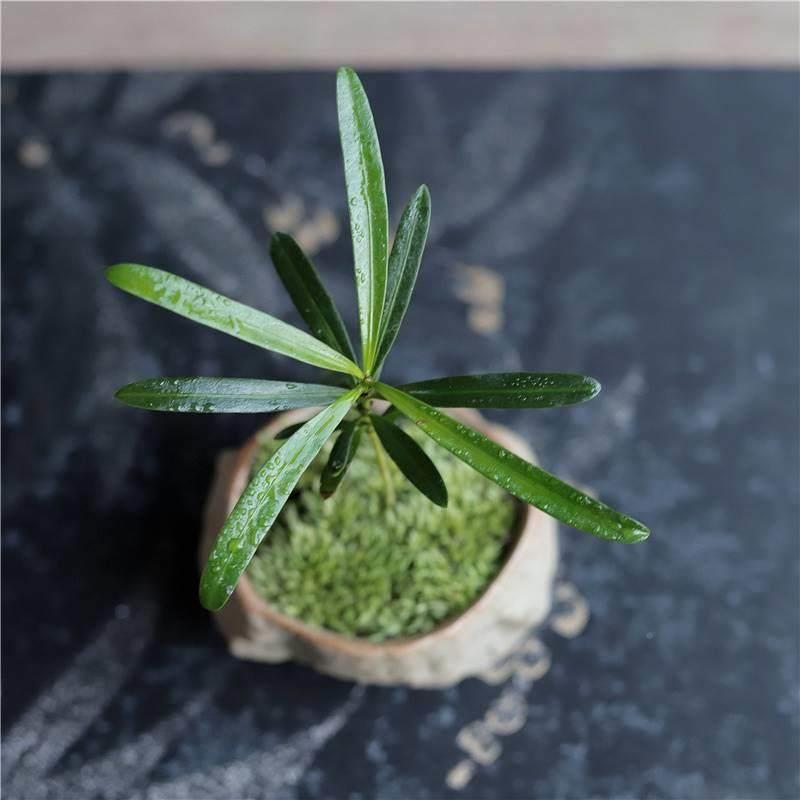 海岛罗汉松尖指盆微型栽桌面拇迷你QFU指好养植物掌中宝盆景观叶