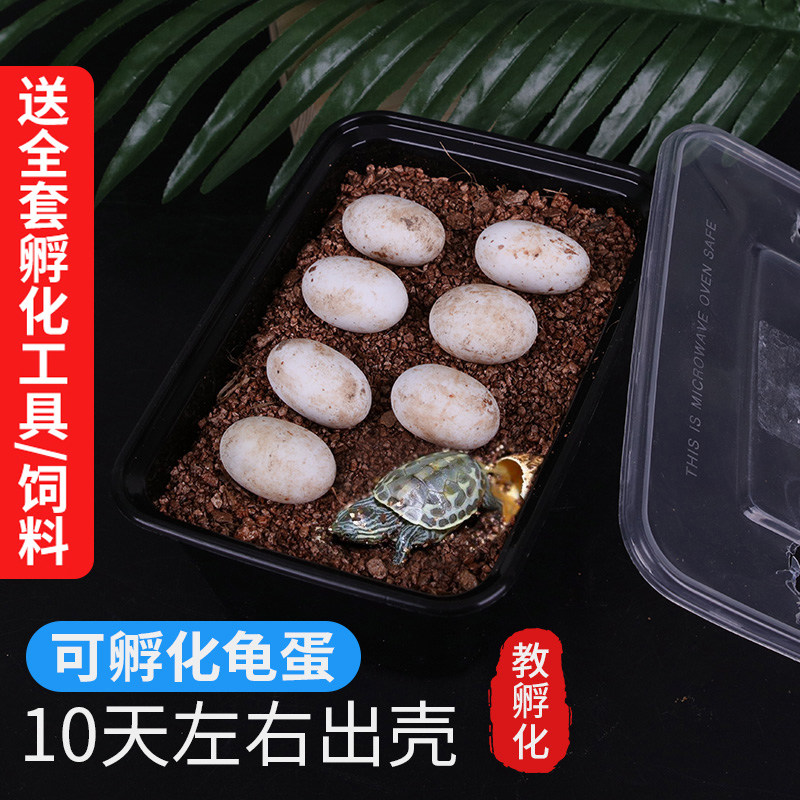 好货小乌龟蛋可孵化活体中华草龟花龟墨龟活物巴西龟受精能孵化蛋