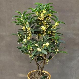四季桂花佛顶珠浓香型金桂丹桂开花不断室外露台庭院耐寒树桩苗好