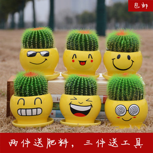 极速金冠金琥仙人球办公室绿植盆栽开花耐旱卧室仙人掌多肉植物