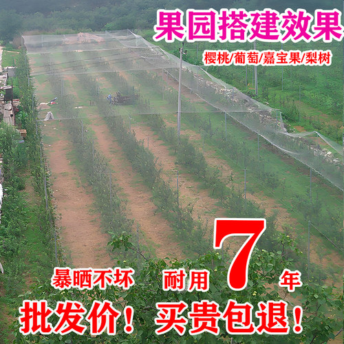 防鸟网樱桃葡萄果园大棚防鸟用网