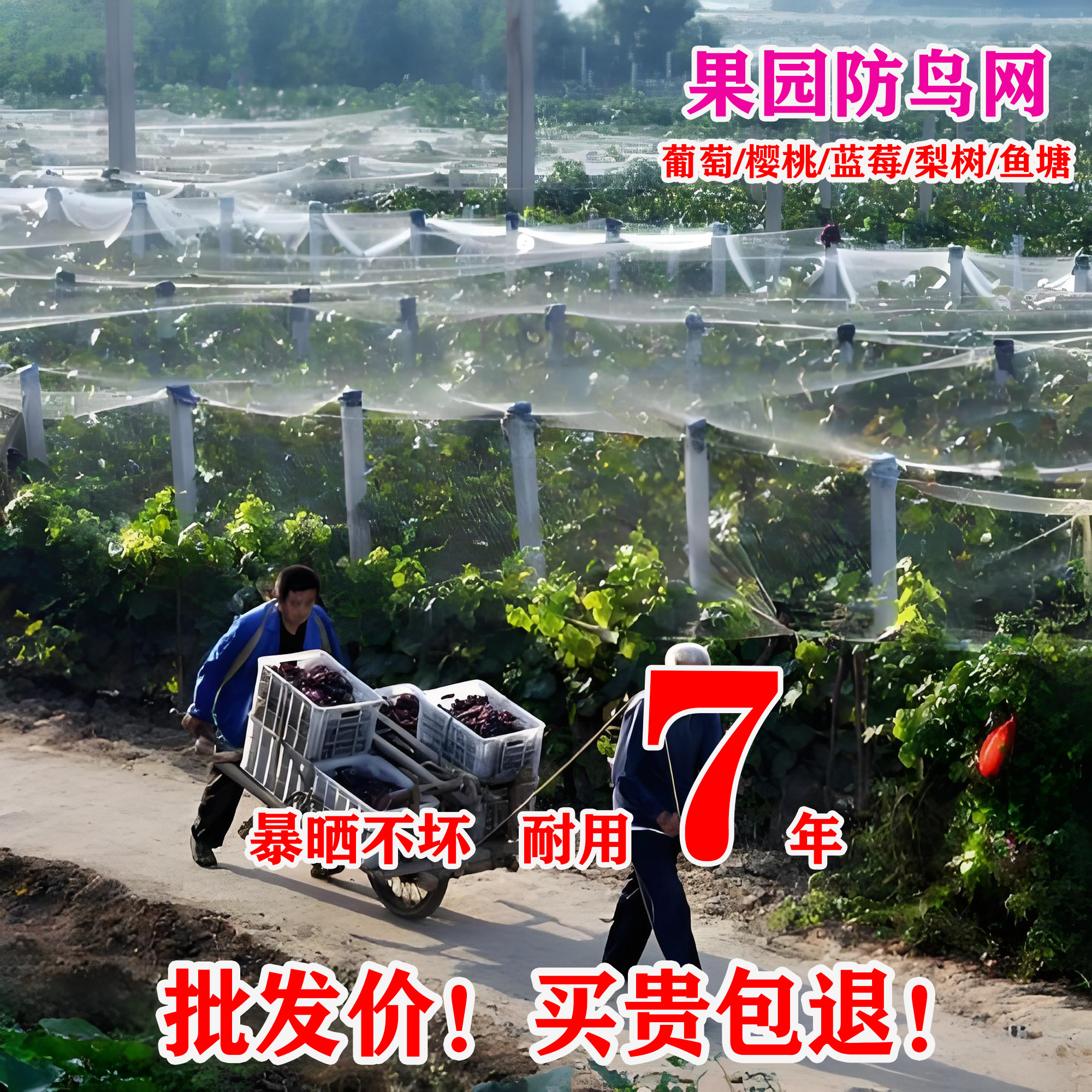 防鸟网草莓大棚果树樱桃葡