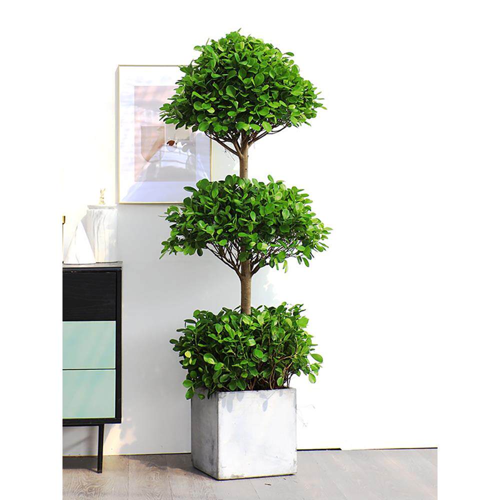 金钱榕盆栽内客厅摇钱树大型215四季青植办室公室物盆景绿植易常