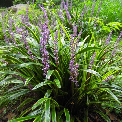庭院苗木耐寒地被植物金边麦冬草细叶青叶麦冬草四季常青绿化工程