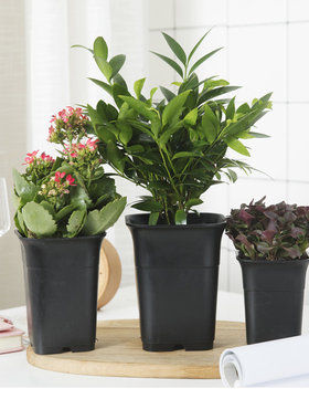 加厚方形万象盆新款黑色深型多肉植物方盆多肉植物十二卷多肉适