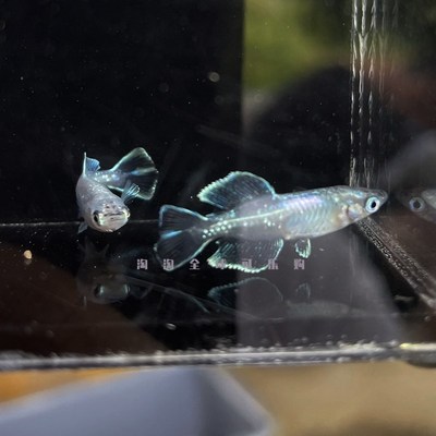 现货速发观背青鳉冷水鱼苗锦鳉观赏鱼球体鱼活物稀罕活物好养招财