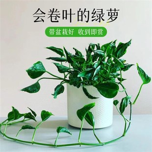 速发小丑绿萝面栽客厅室内桌盆绿植养景四季 好盆易活耐阴花卉垂吊