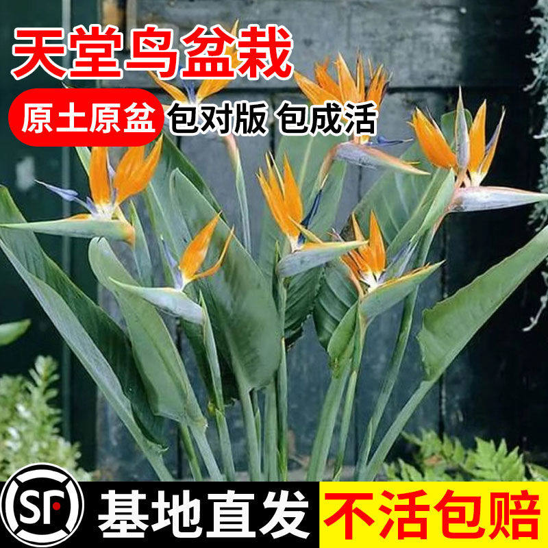 鹤望兰苗极乐鸟花天堂鸟盆栽花苗四季花卉绿植物兰花君子兰蝴蝶兰