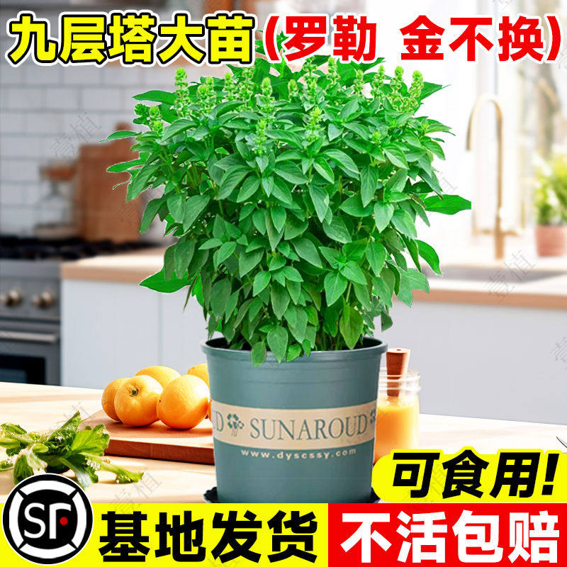 九层塔盆栽可食用新鲜罗勒叶金不换大苗薄荷迷迭香料室内驱蚊植物