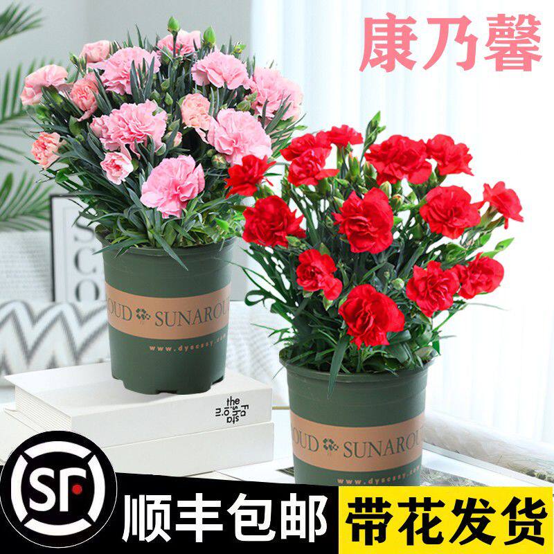 康乃馨盆栽带花苞母亲节鲜花石竹大花苗花卉室内绿植四季水培植物