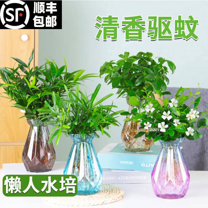 水培驱蚊植物薄荷竹柏绿萝九里香发财树文竹多肉盆栽室内花卉绿植